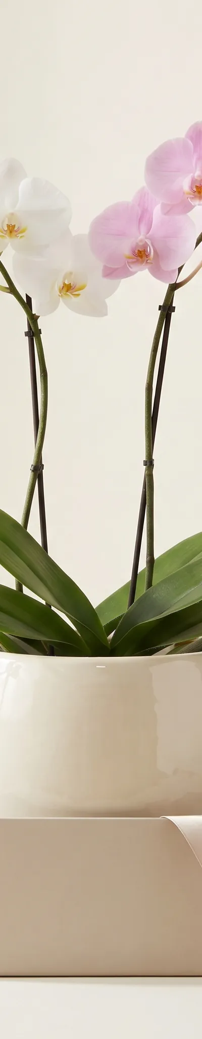 Orquídea Dupla Luxo em Cachepot