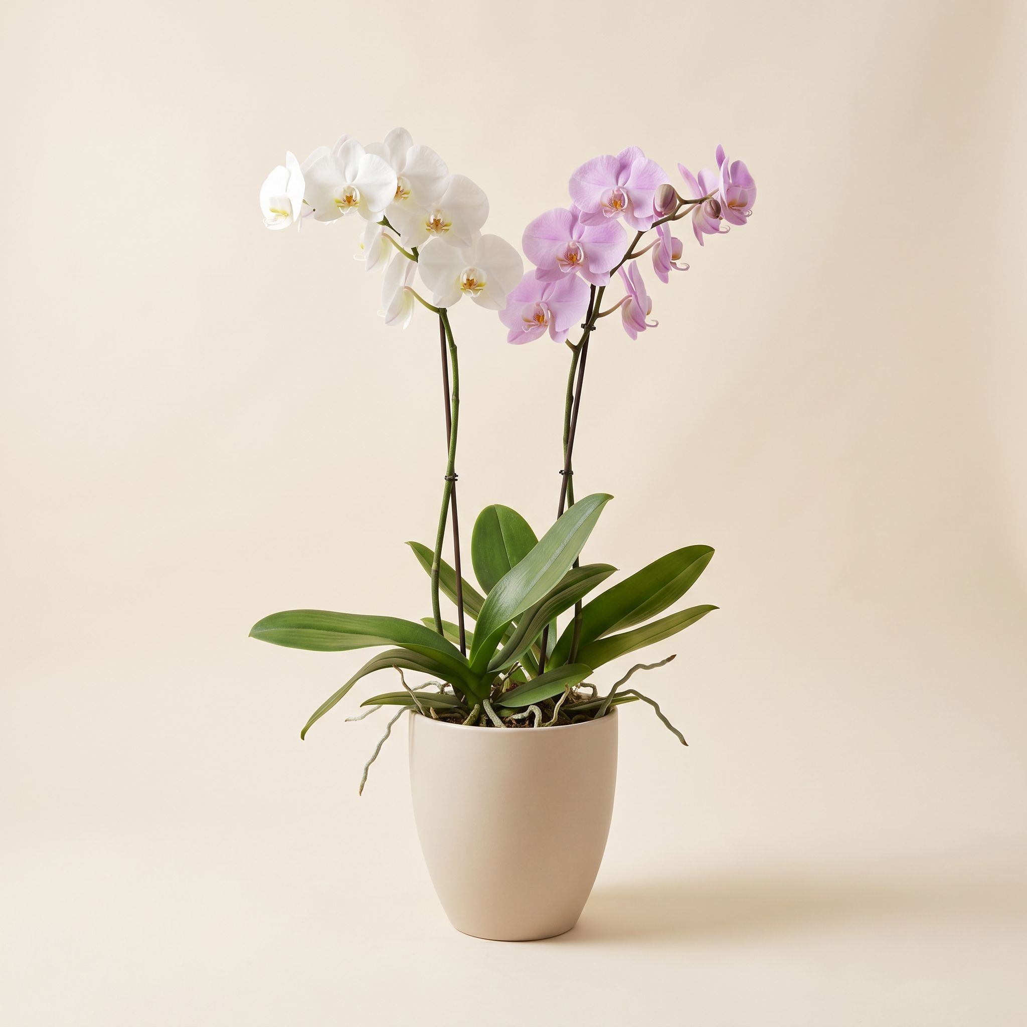 Combinado Nobre de Orquídeas