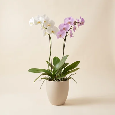 Combinado Nobre de Orquídeas