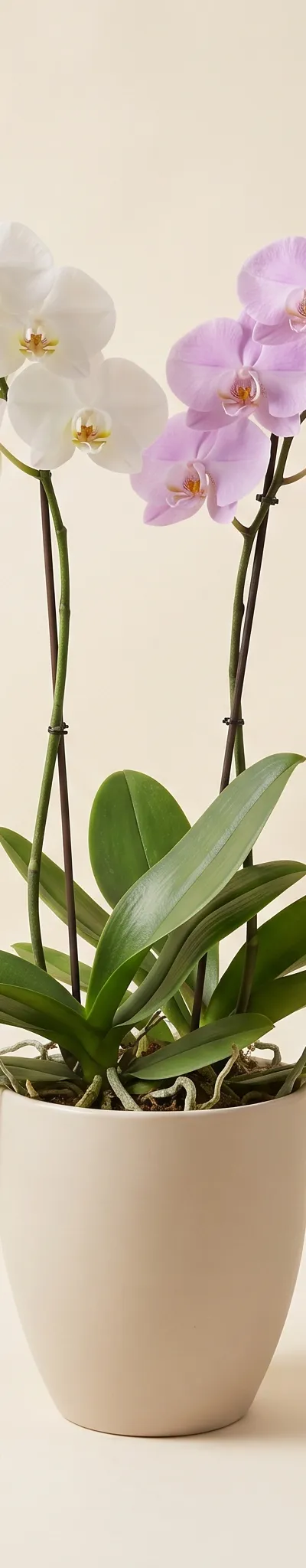 Arranjo Combinado Nobre de Orquídeas